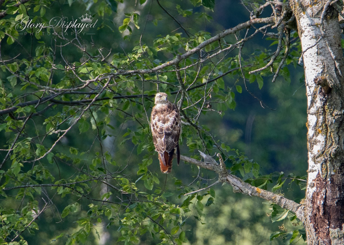 Red-tailed Hawk - ML355567461