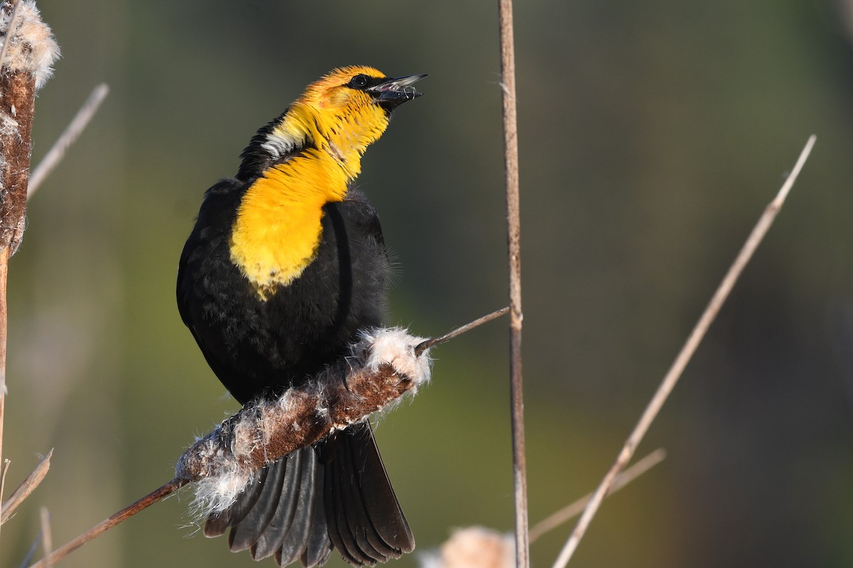 Yellow-headed Blackbird - ML355567821