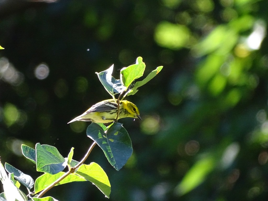 Black-throated Green Warbler - ML35556971