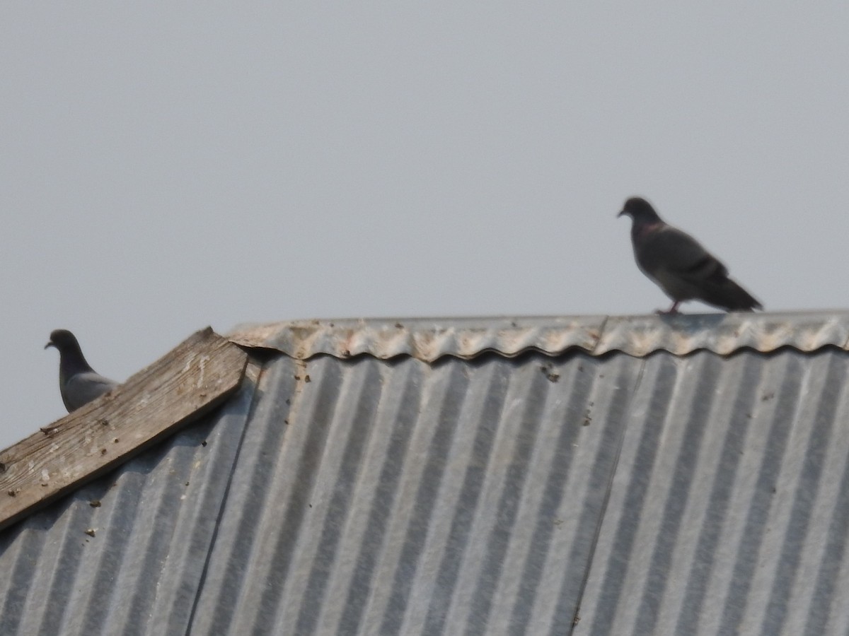 Rock Pigeon (Feral Pigeon) - Erik Bergman