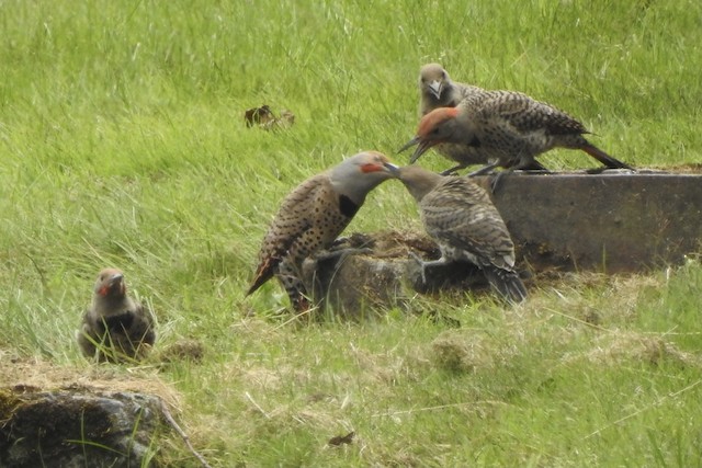 Adult feeding fledgling. - Northern Flicker - 