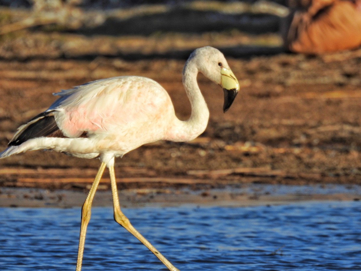 And Flamingosu - ML355584281