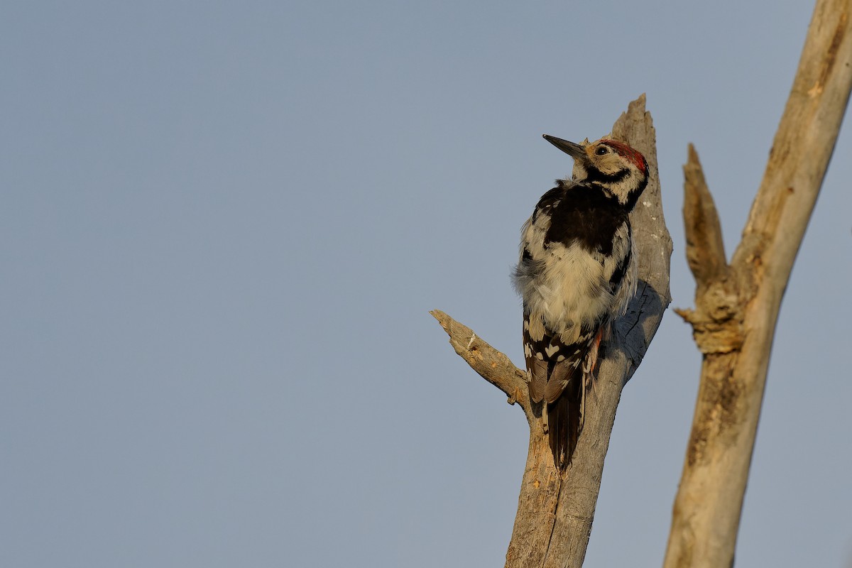White-backed Woodpecker - ML355600821