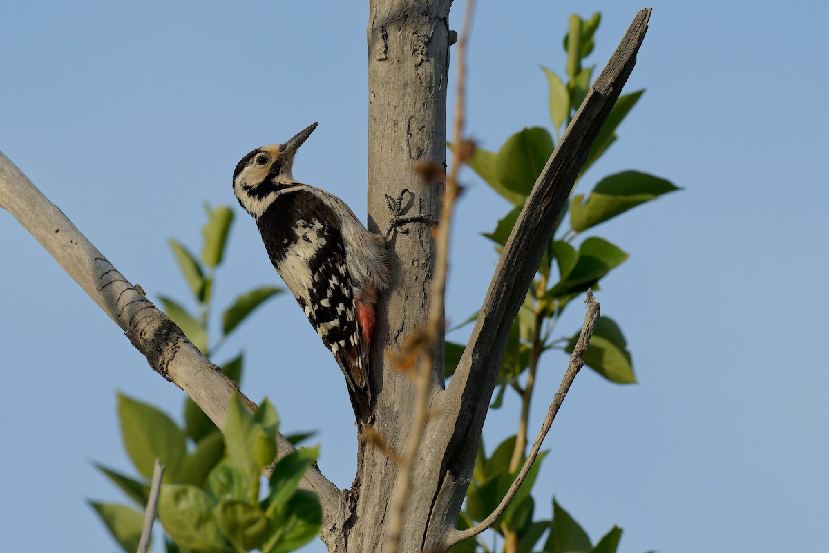 White-backed Woodpecker - ML355600951