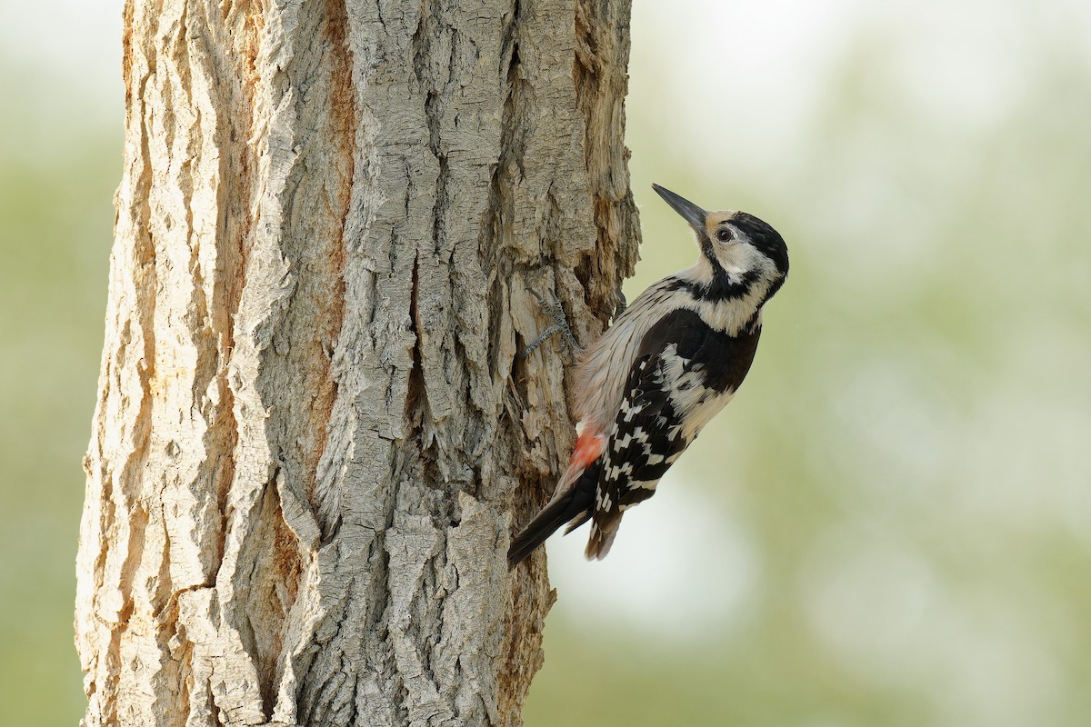White-backed Woodpecker - ML355601021