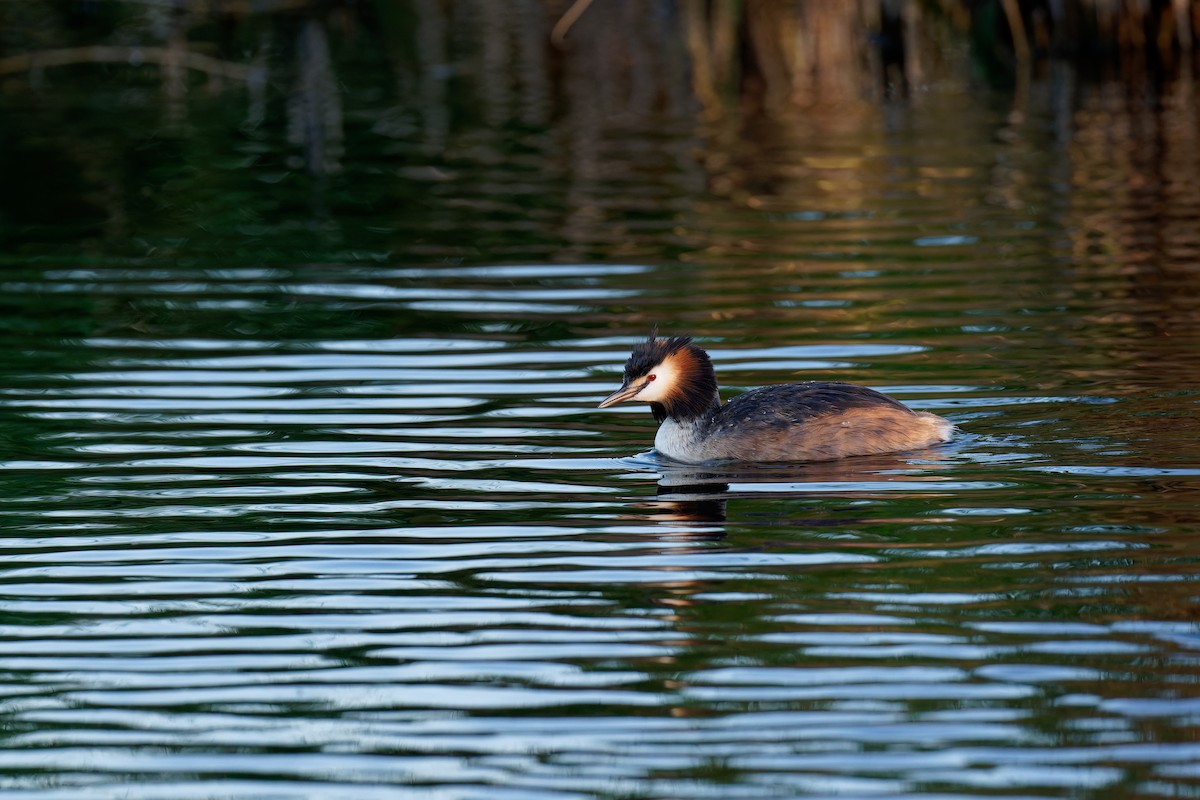 Great Crested Grebe - ML355626091