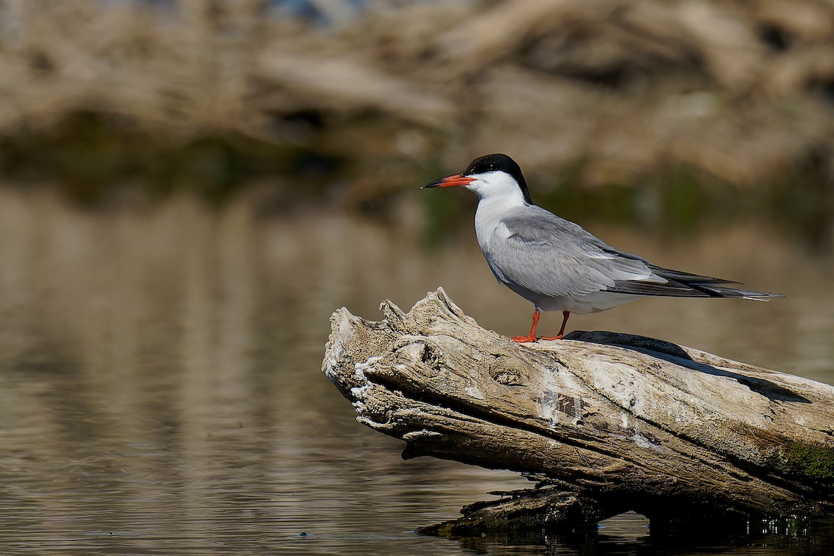 Common Tern (hirundo/tibetana) - ML355626381