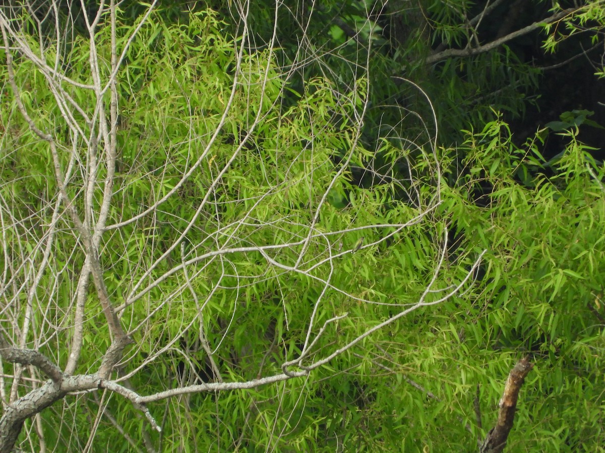 Yakut Boğazlı Kolibri - ML355635971