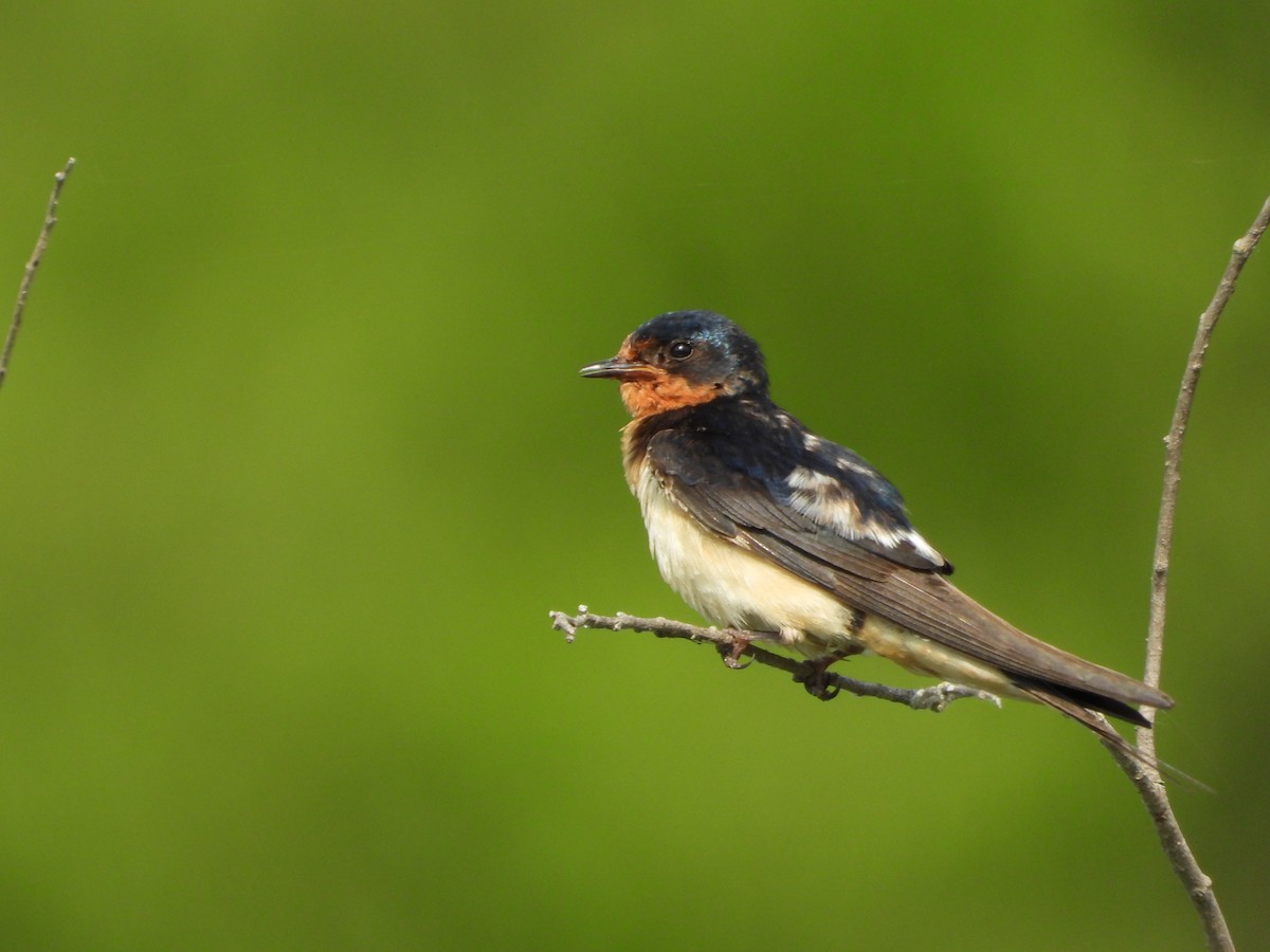 Barn Swallow - Jeff Percell