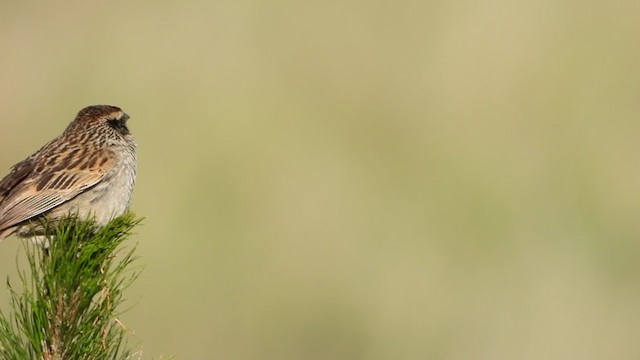 Striped Sparrow - ML355640491