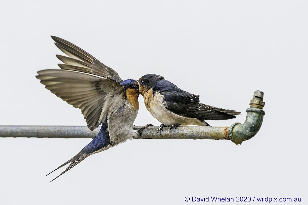 Welcome Swallow - Geelong Field Naturalists Club Bird Group