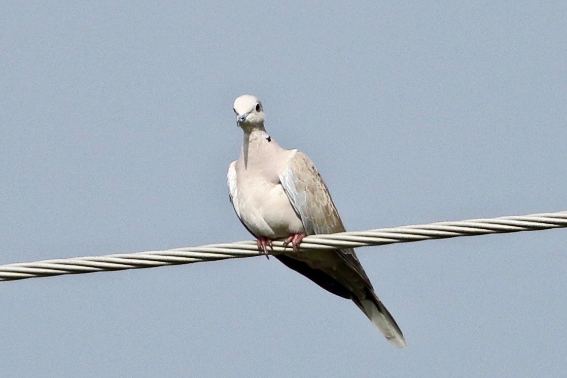 Eurasian Collared-Dove - ML355646631