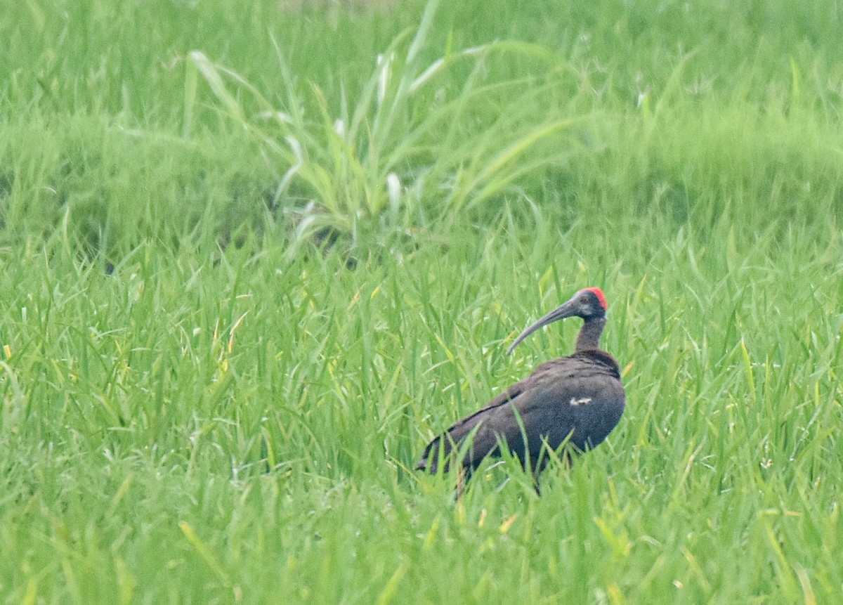 Red-naped Ibis - Vishal Kapur