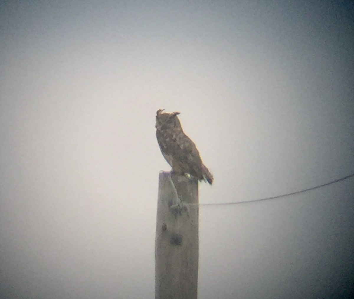 Great Horned Owl - ML355652081