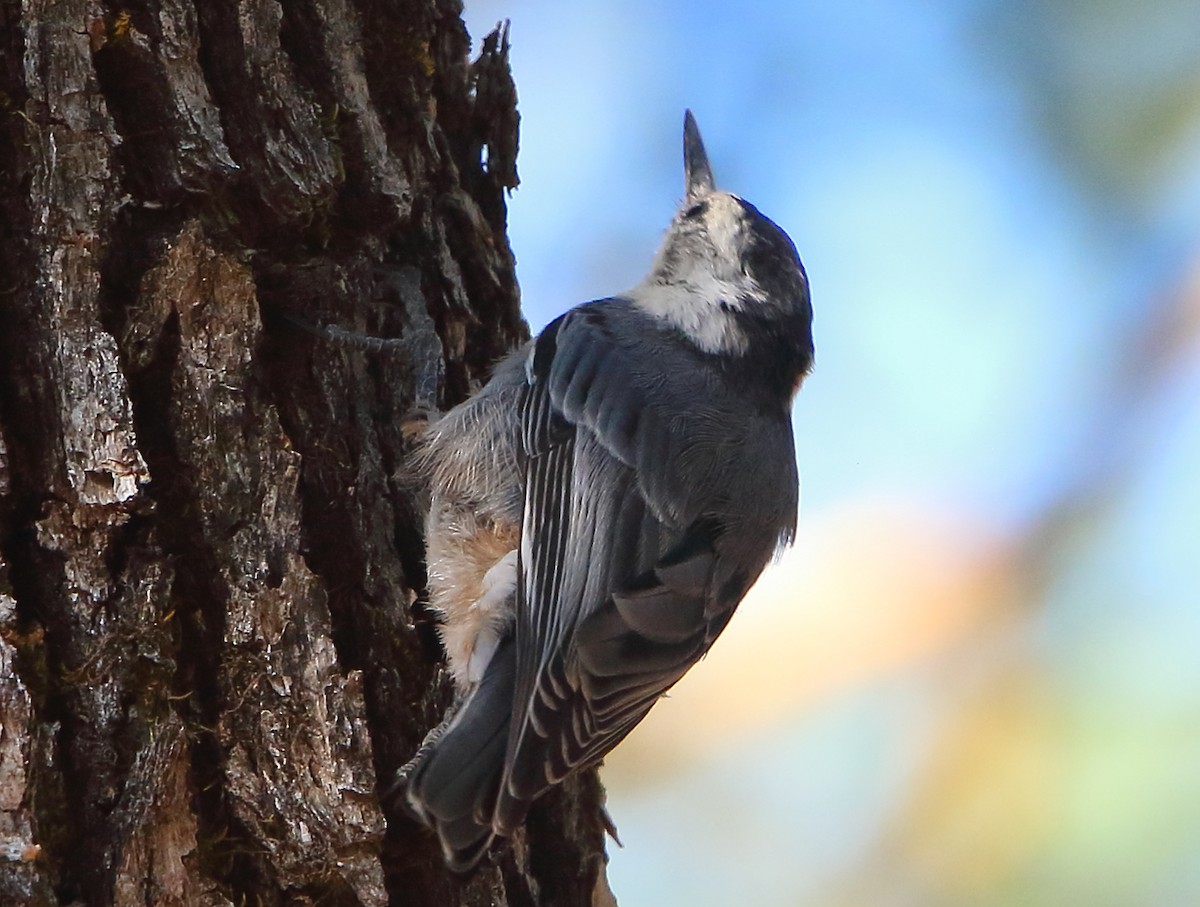 White-breasted Nuthatch - ML355656041