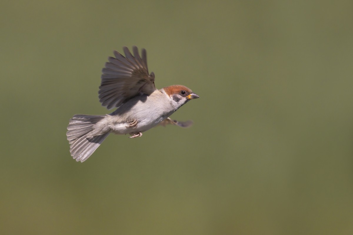 Eurasian Tree Sparrow - ML355656291