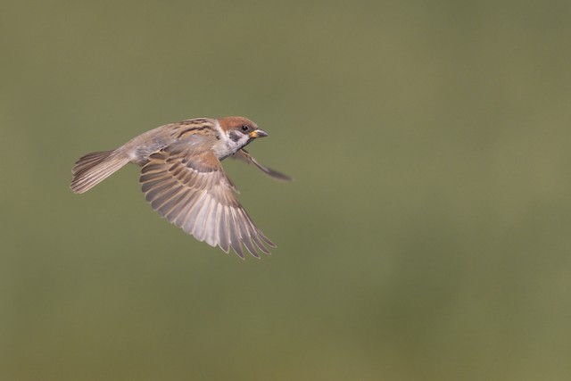 Eurasian Tree Sparrow Ebird