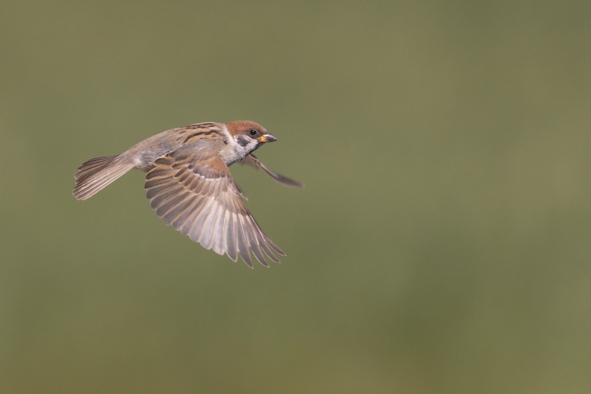 Eurasian Tree Sparrow - ML355656311