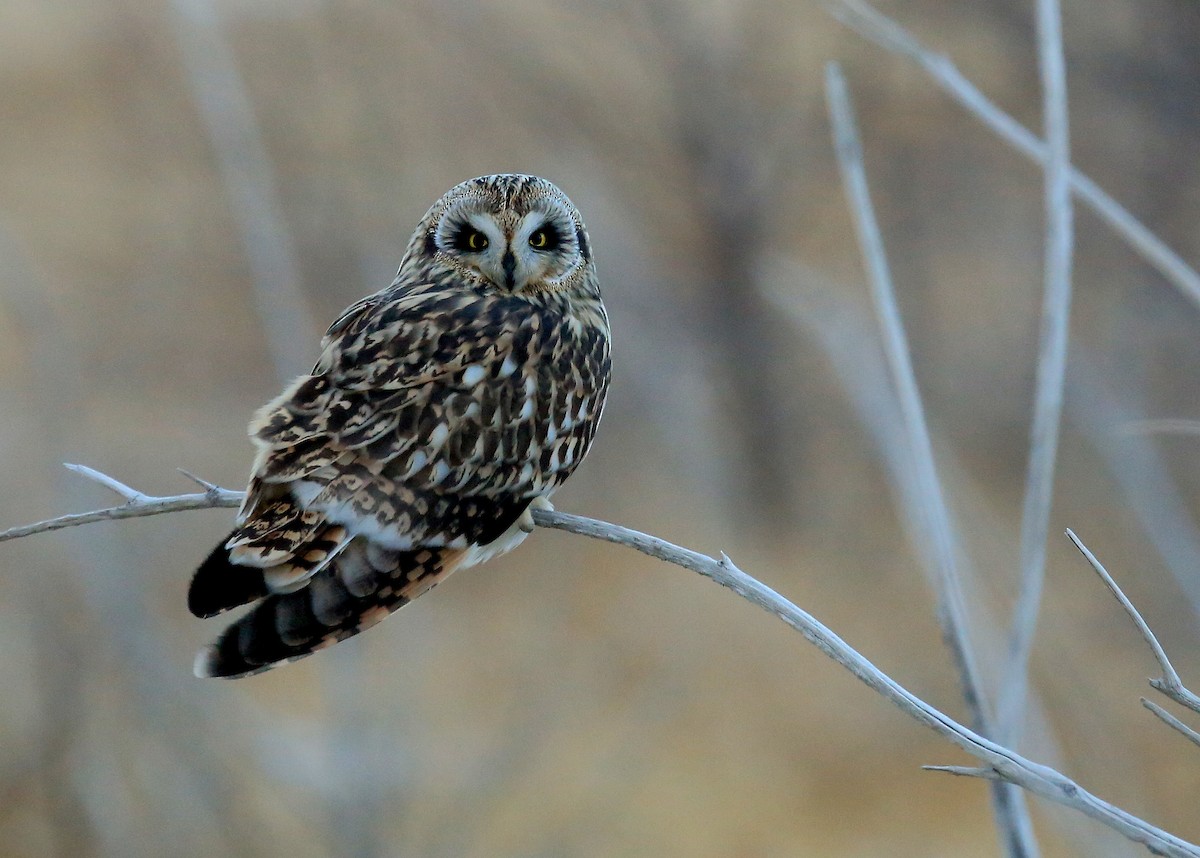 Short-eared Owl - ML35565681