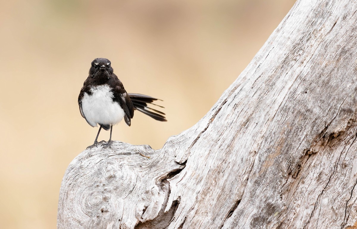 Willie-wagtail - ML355657781