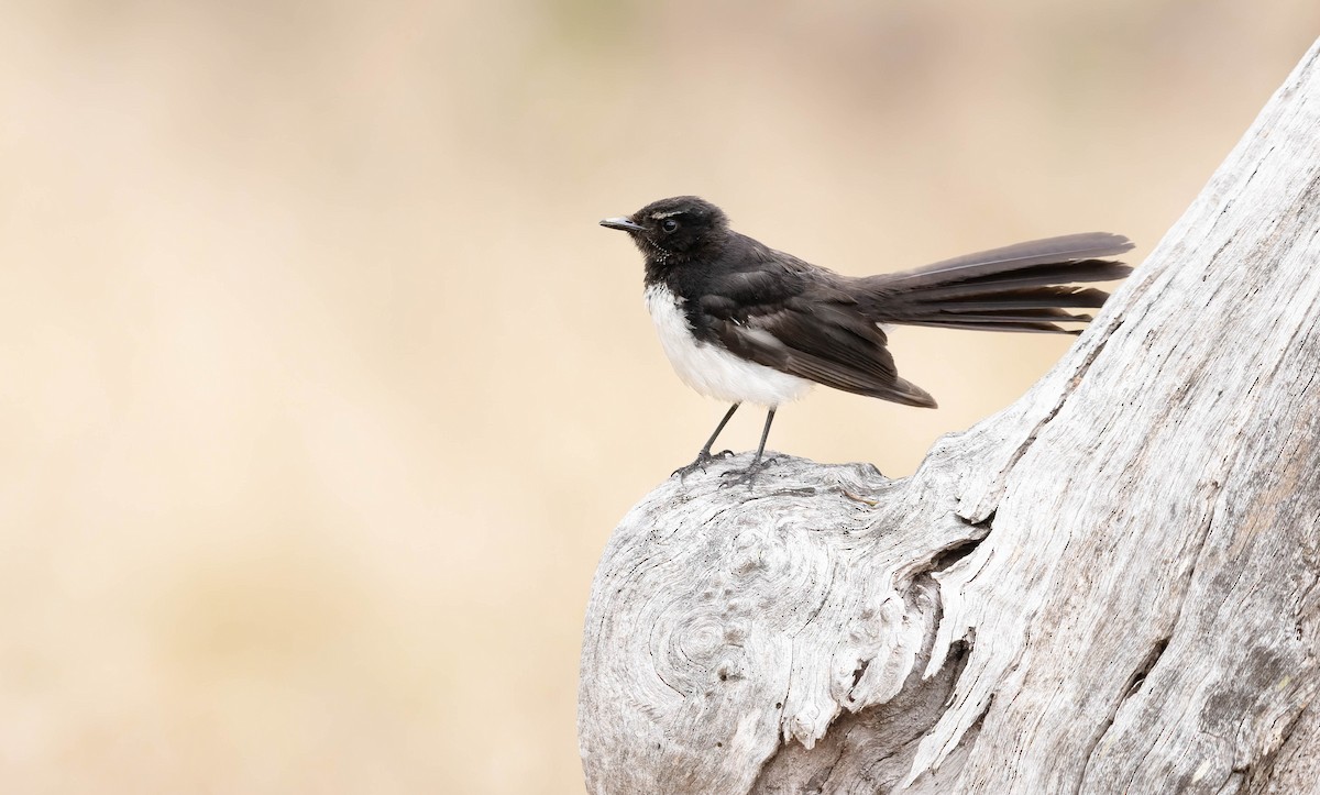 Willie-wagtail - ML355657791