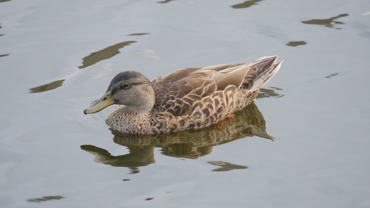 Mallard x Hawaiian Duck (hybrid) - ML355661361