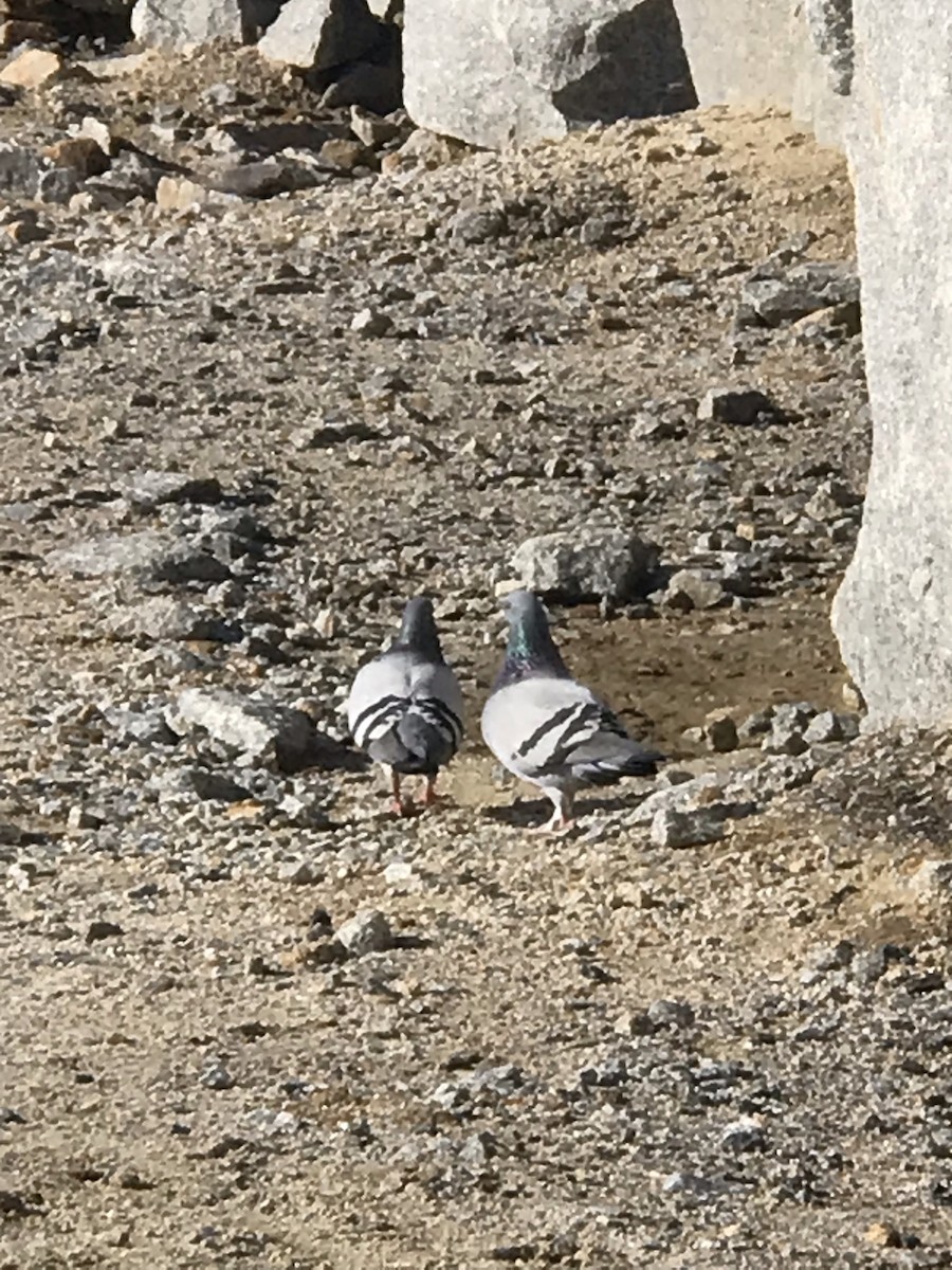 Rock Pigeon (Feral Pigeon) - ML355662551