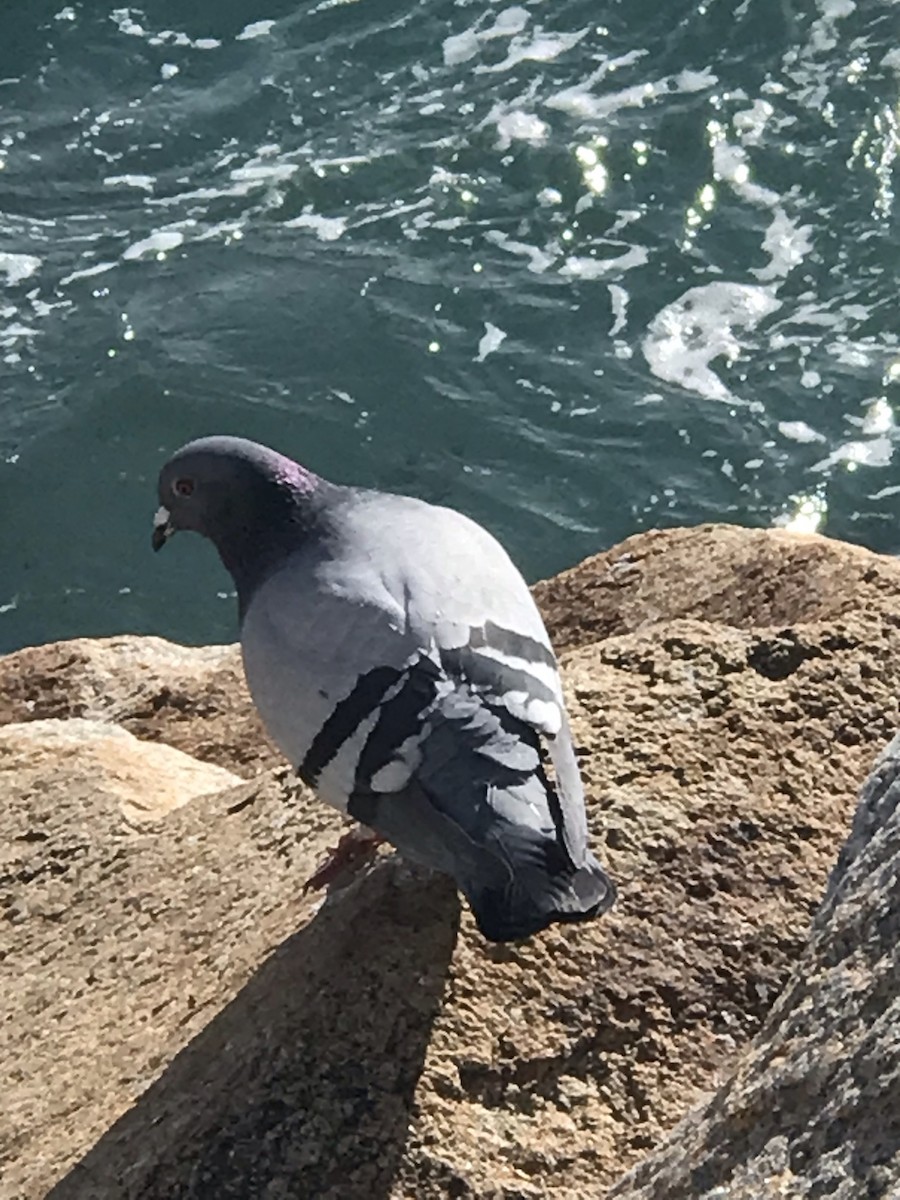 Rock Pigeon (Feral Pigeon) - Rainer Rehwinkel