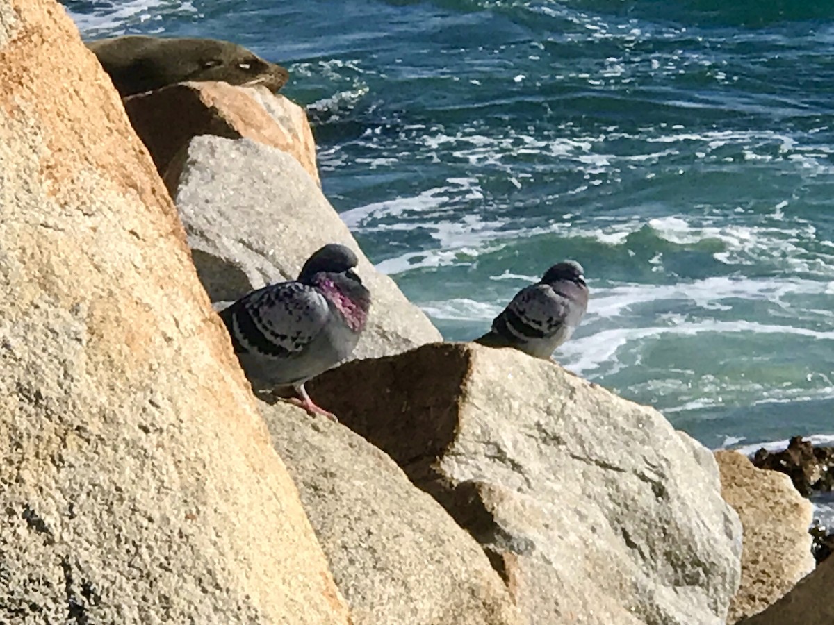 Rock Pigeon (Feral Pigeon) - ML355662591
