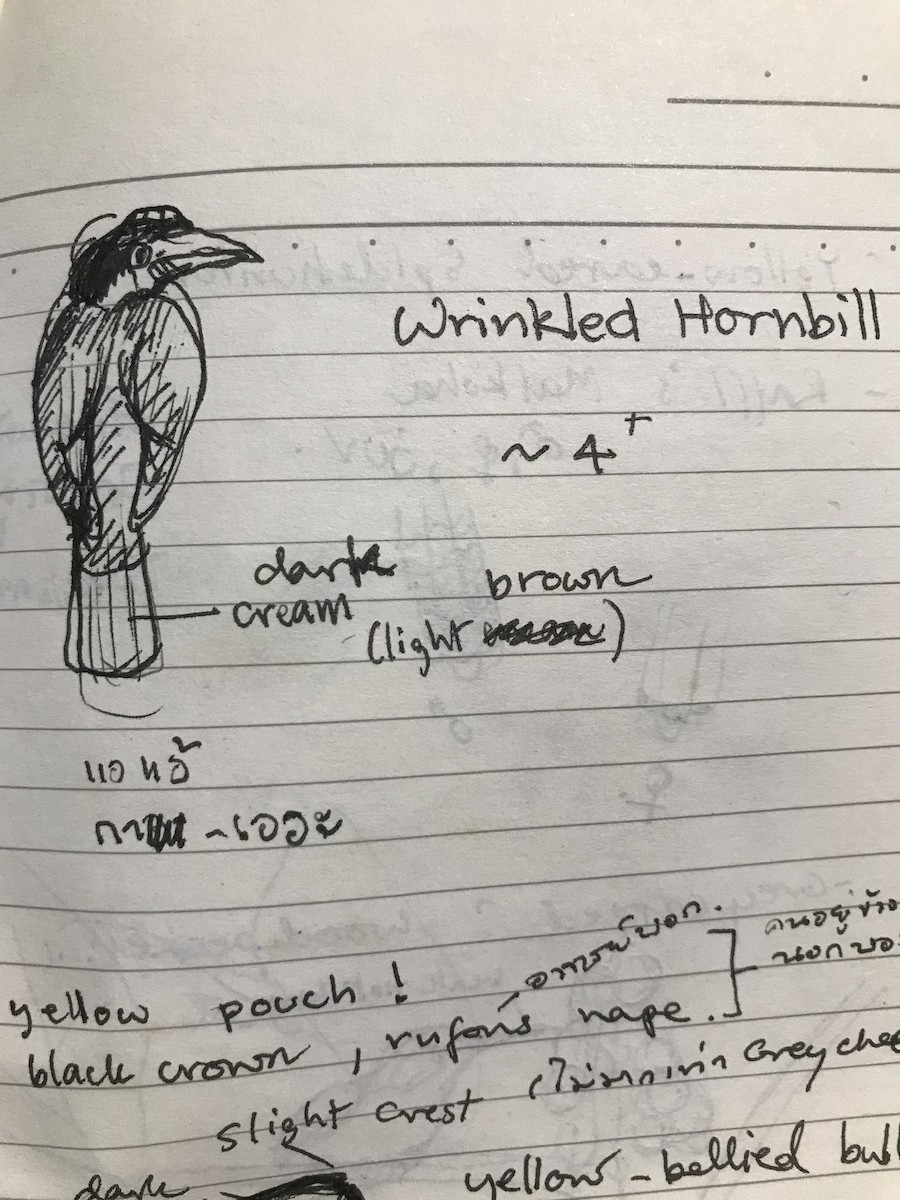 Wrinkled Hornbill - Rungsrit Kanjanavanit
