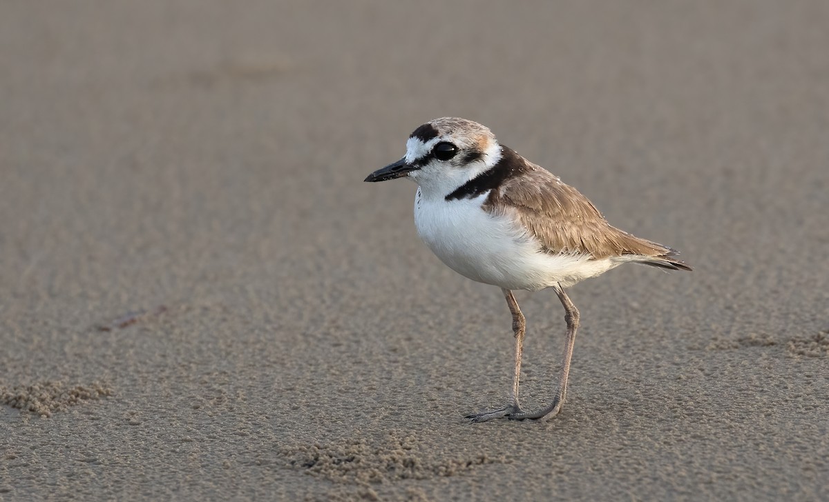 Malaysian Plover - Dave Bakewell