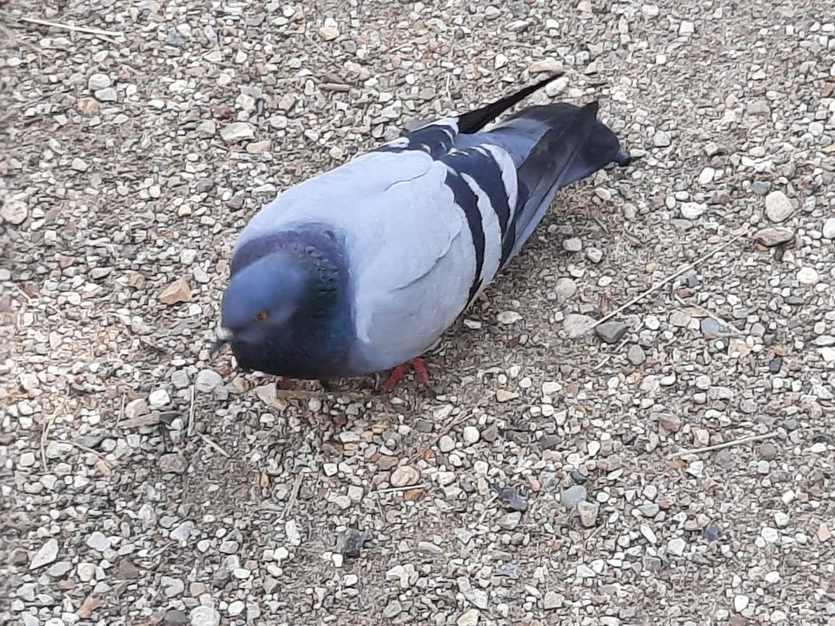 Rock Pigeon (Feral Pigeon) - ML355672431