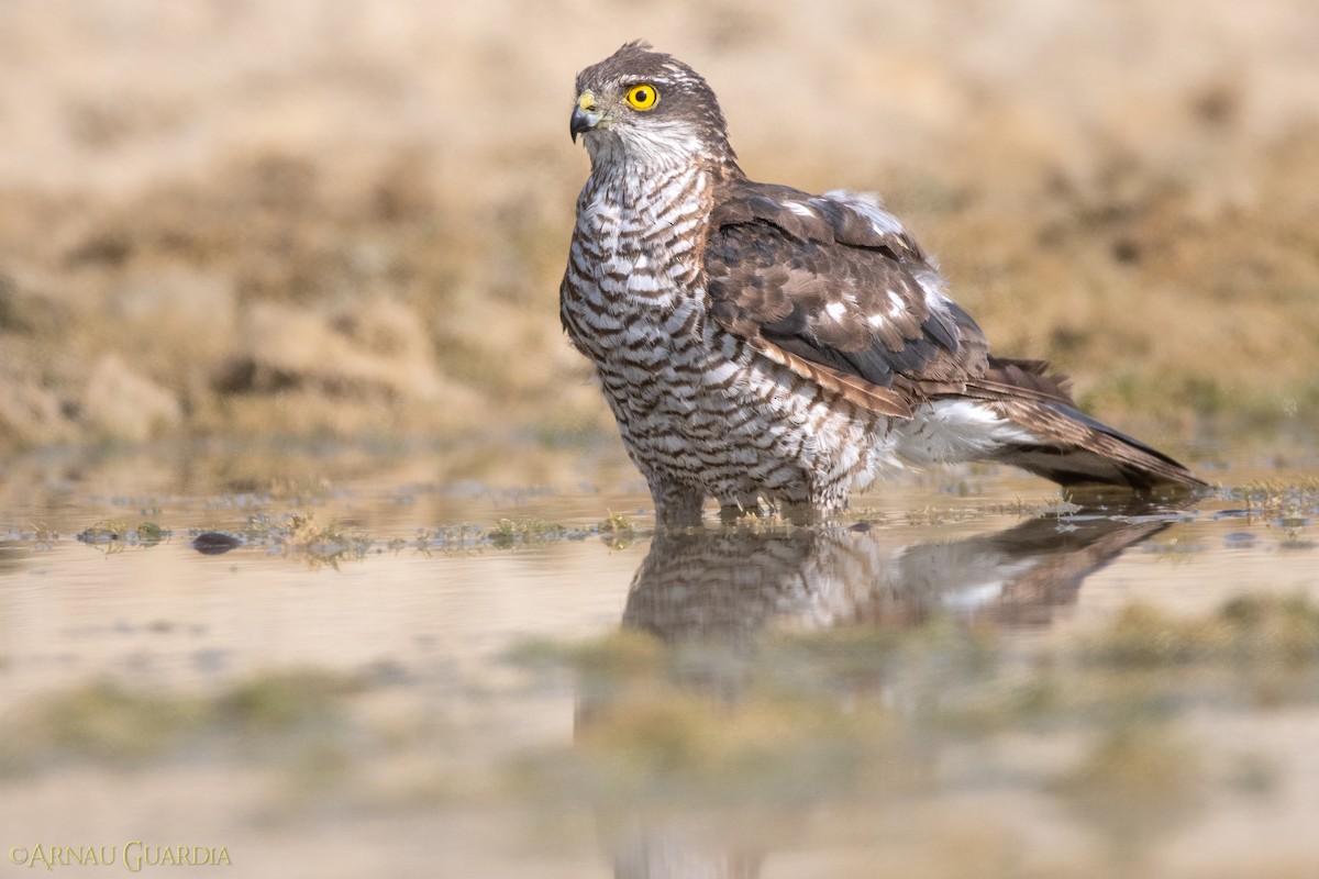 Eurasian Sparrowhawk - Arnau Guardia