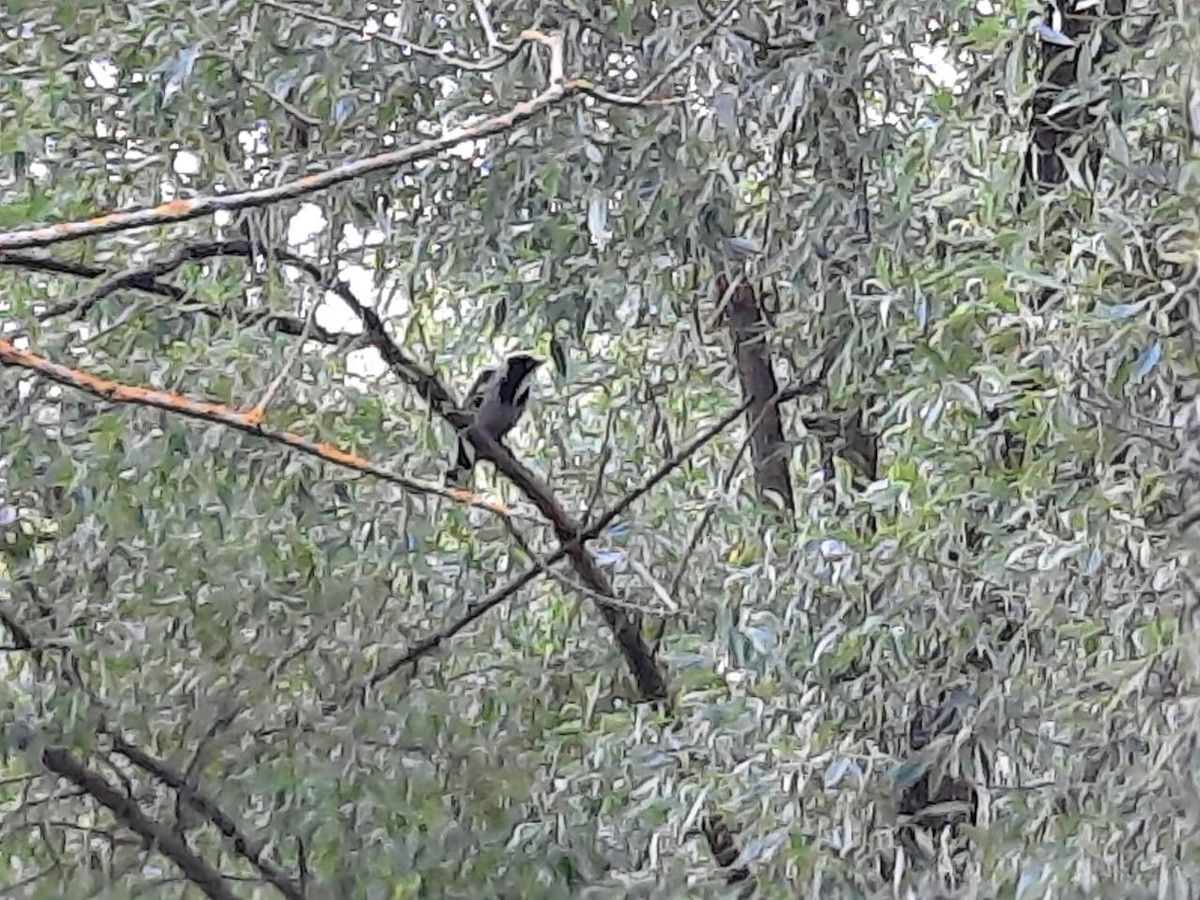 Hooded Crow - ML355672651