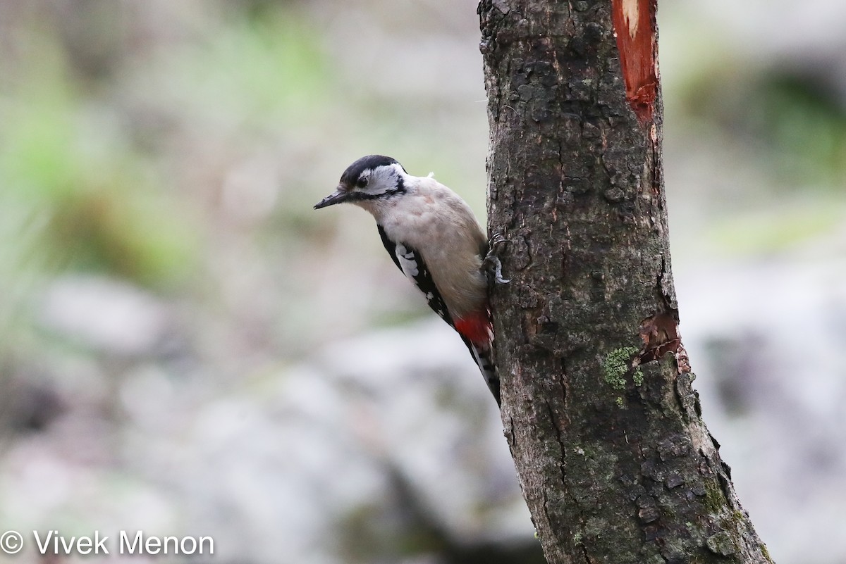 Himalayan Woodpecker - ML355686011