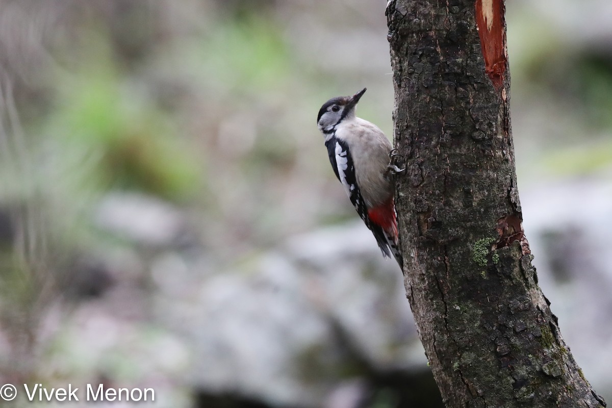 Himalayan Woodpecker - Vivek Menon