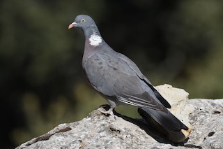 Common Wood-Pigeon, ML355686351