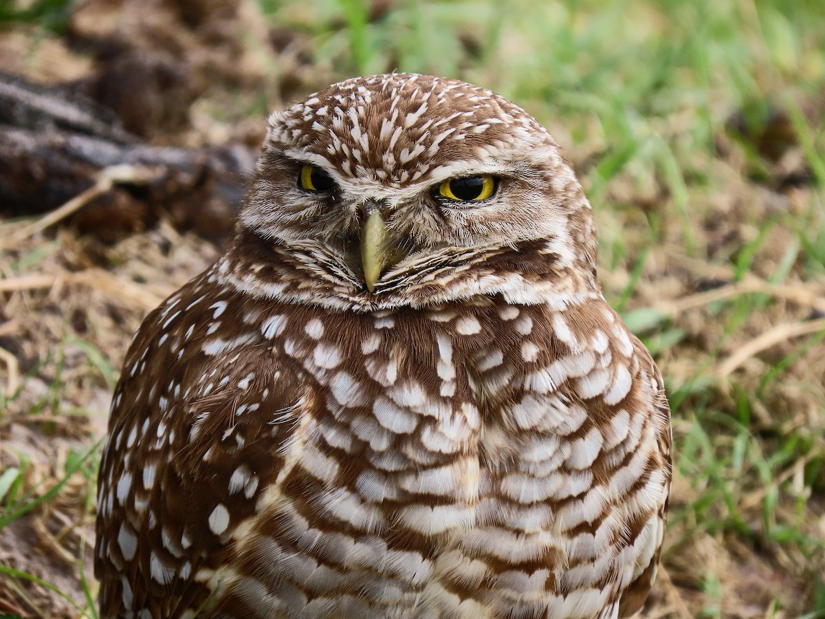 Burrowing Owl - ML355686591