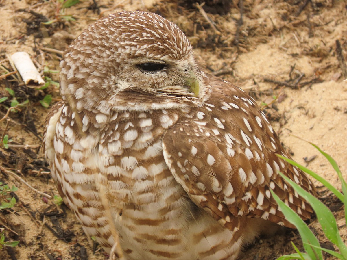 Burrowing Owl - ML355686611