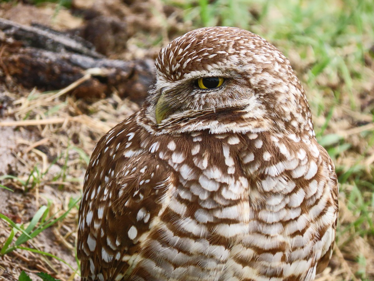 Burrowing Owl - ML355686651