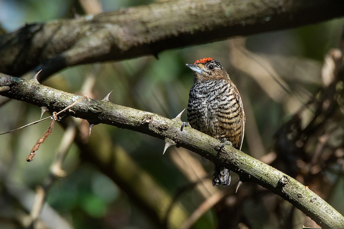 White-barred Piculet - ML355686691