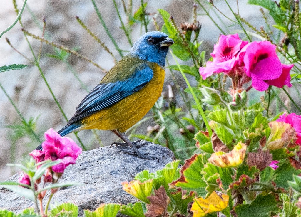 Blue-and-yellow Tanager - ML35568821