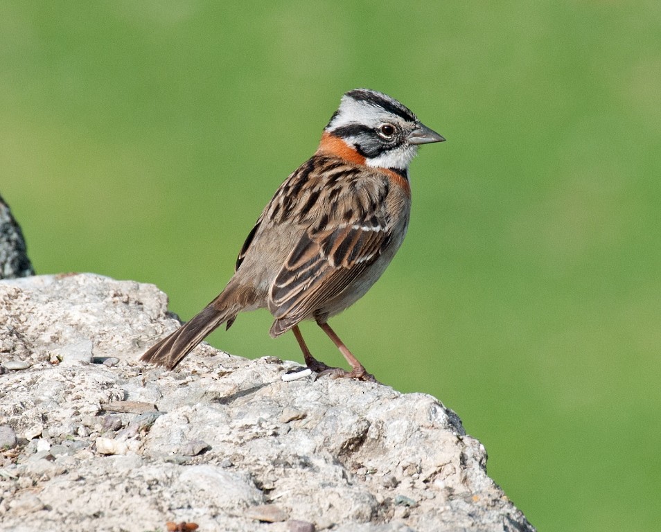 Rufous-collared Sparrow - ML35569031