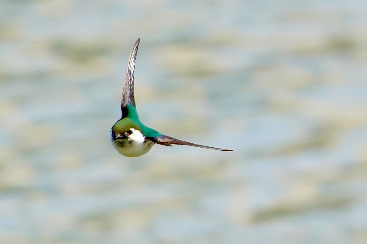 Violet-green Swallow - ML355690611