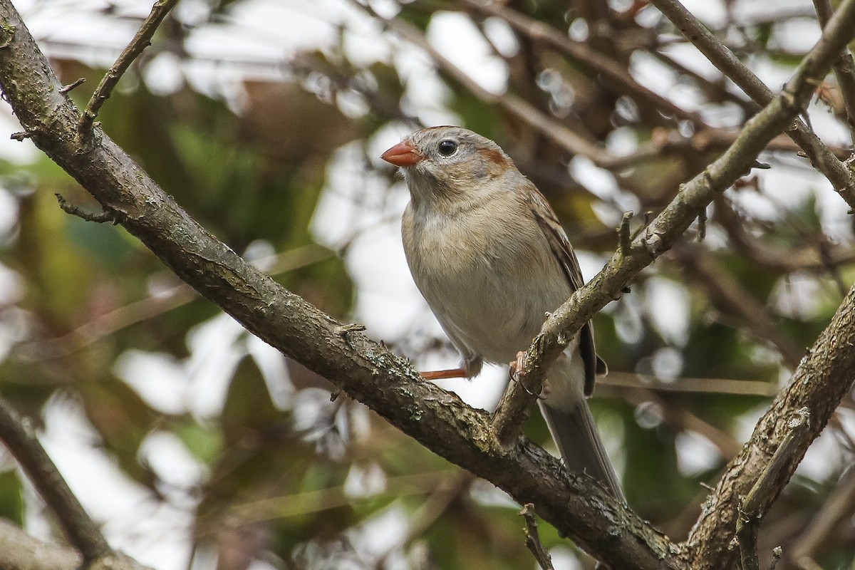 Field Sparrow - Jefferson Shank