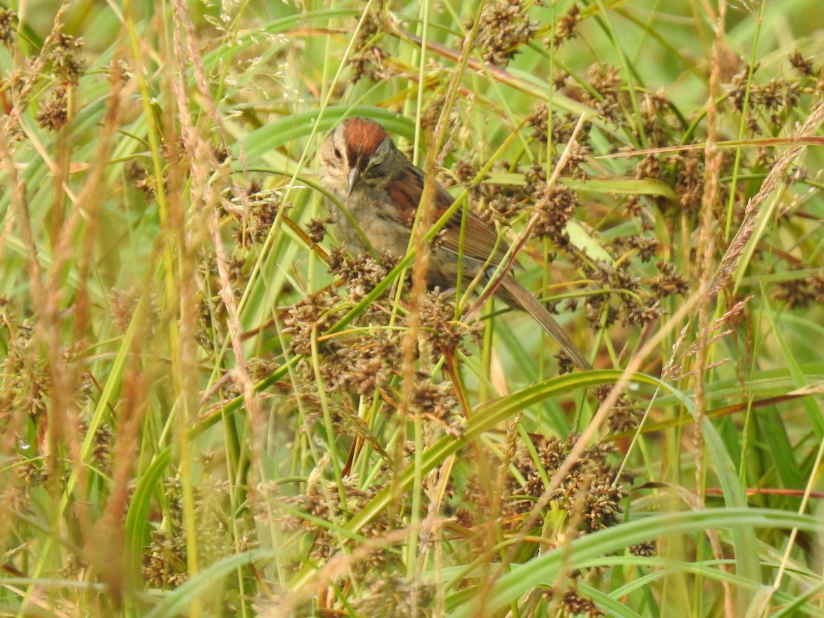 Swamp Sparrow - ML355693391