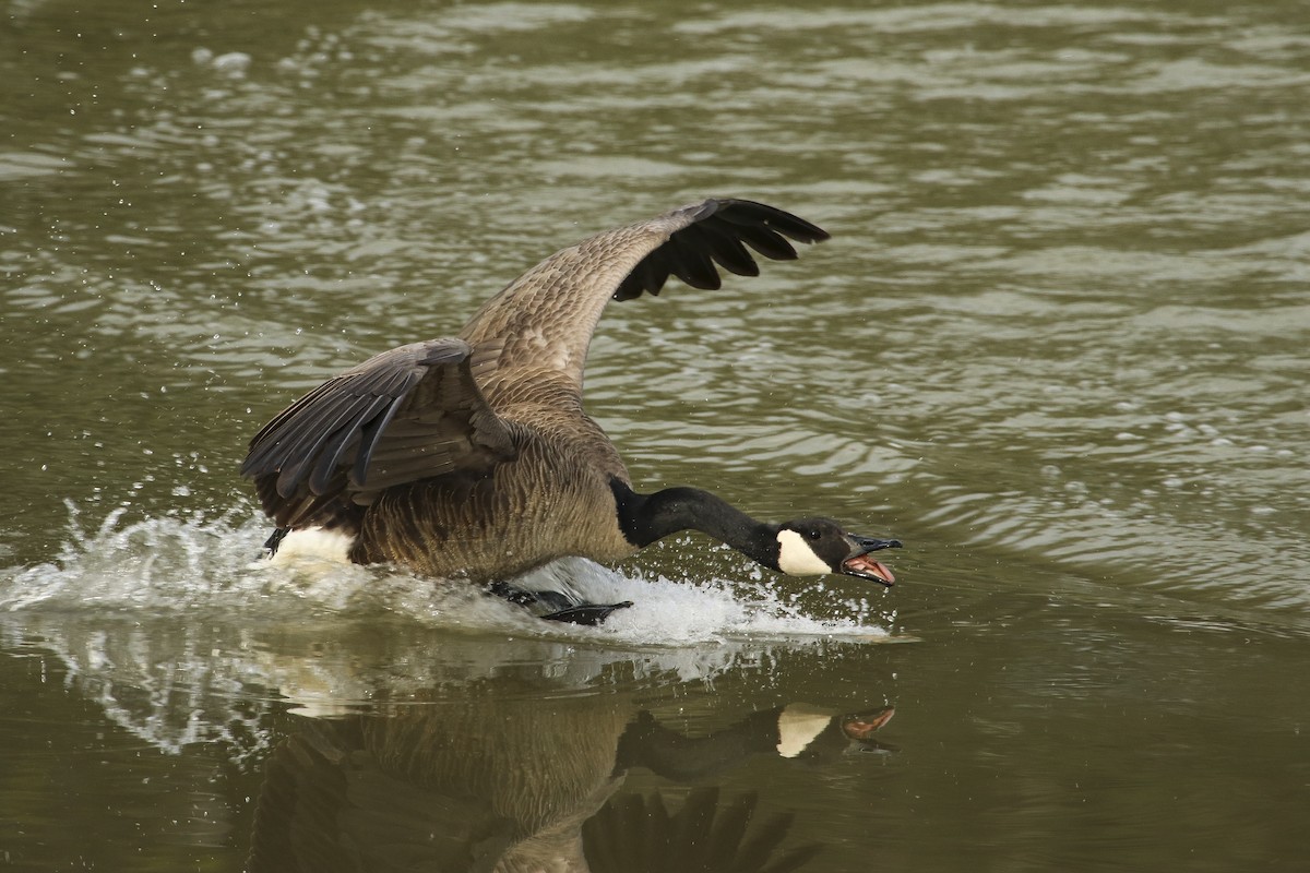 Canada Goose - Jefferson Shank