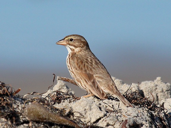Savannah Sparrow (Large-billed) - Tim Avery