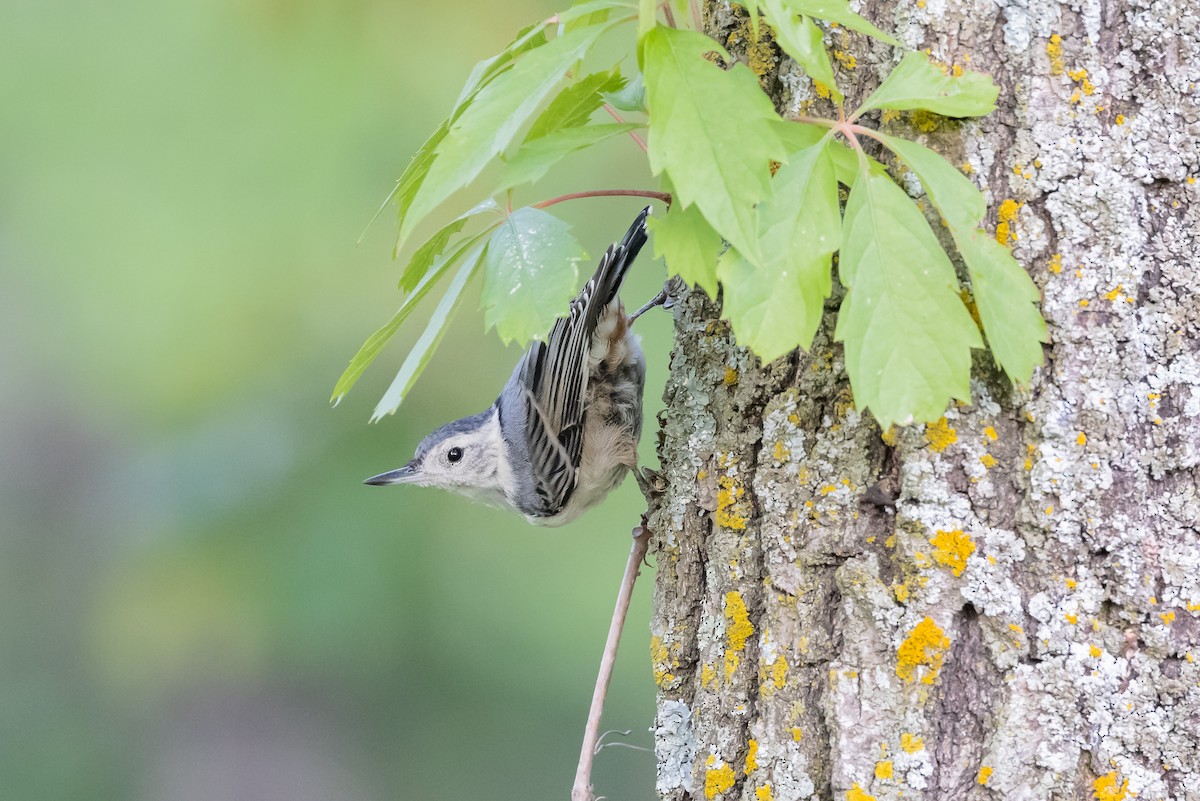 White-breasted Nuthatch - ML355697971