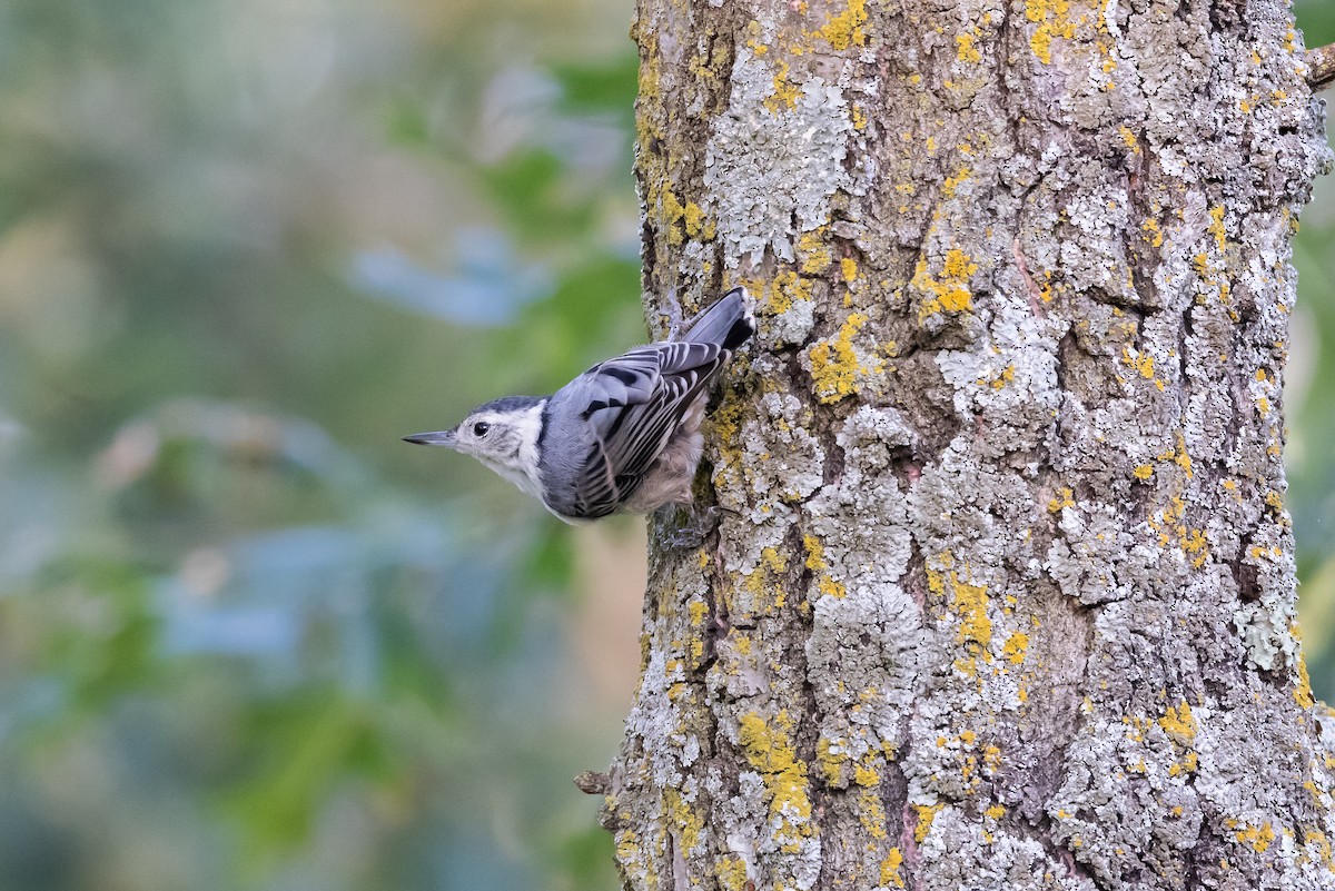White-breasted Nuthatch - ML355698111